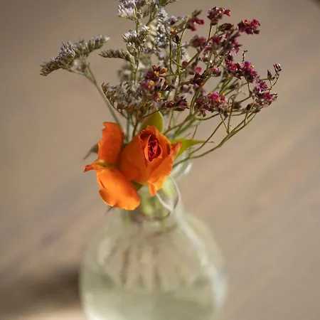 Appartement Rose *