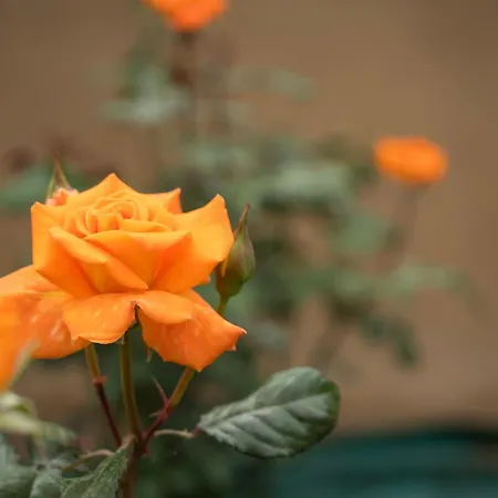 Appartement Rose *